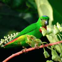 Blue-crowned Hanging-Parrot